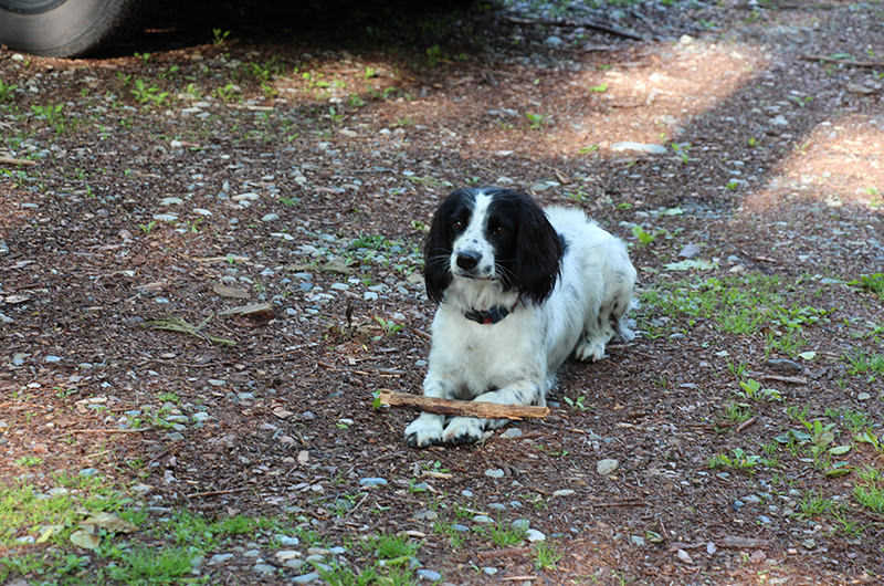 犬