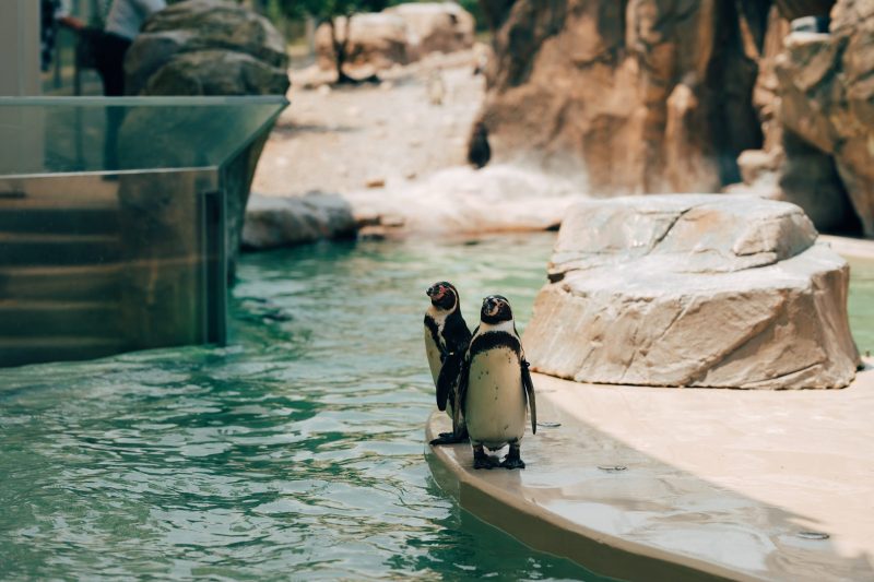 ペンギン