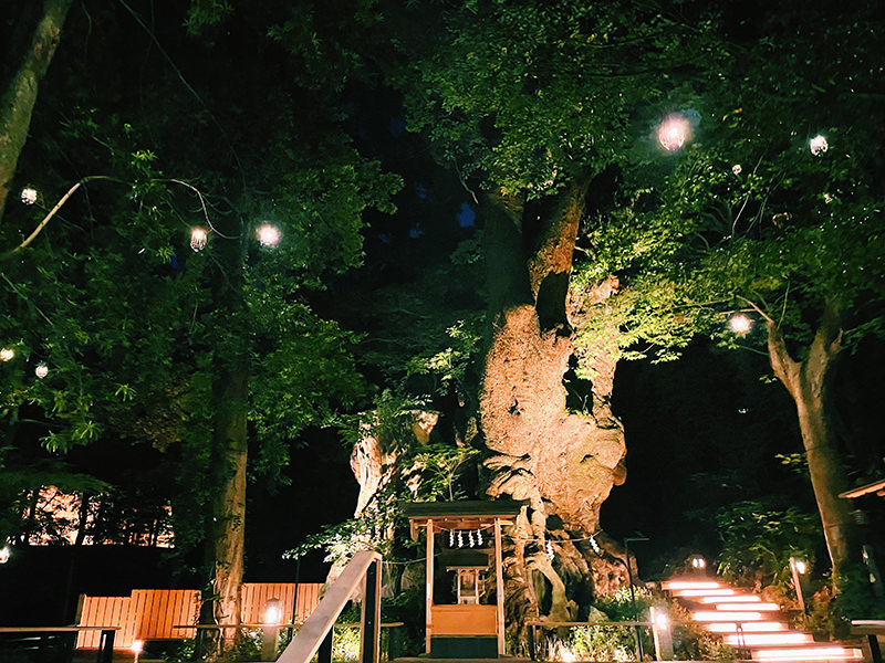 ライトアップされた神社