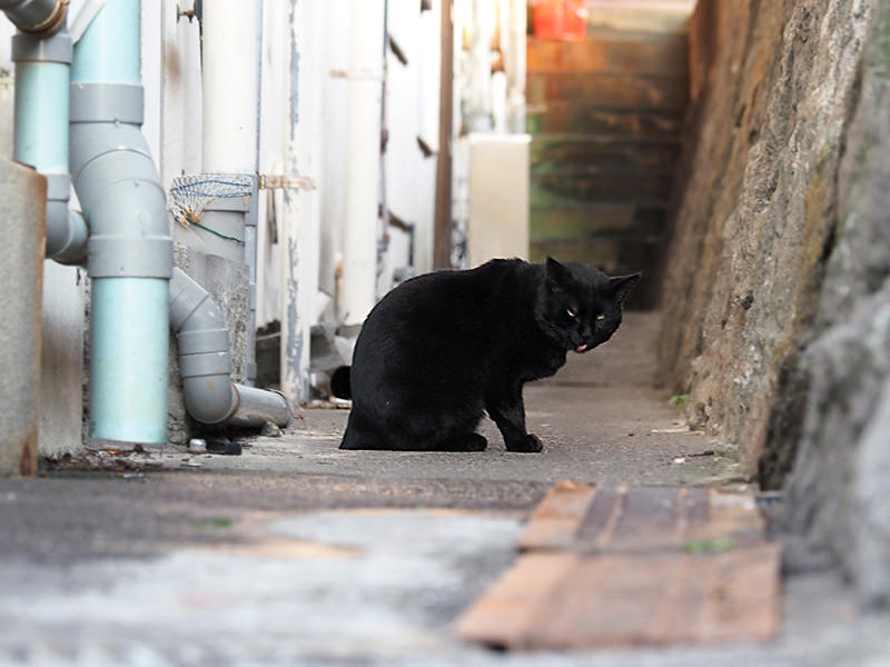 黒猫