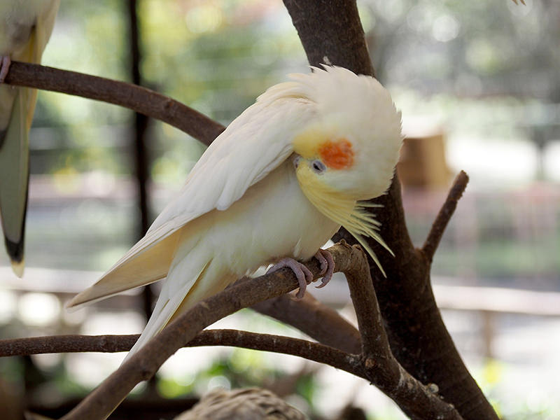 オカメインコ