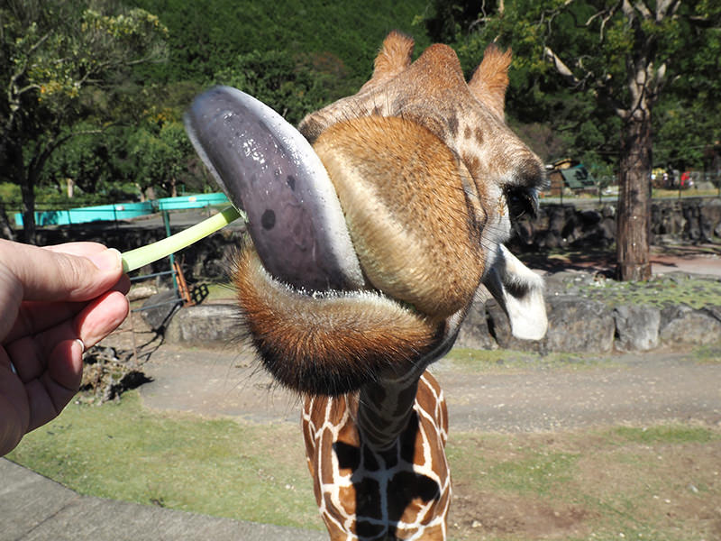 キリン