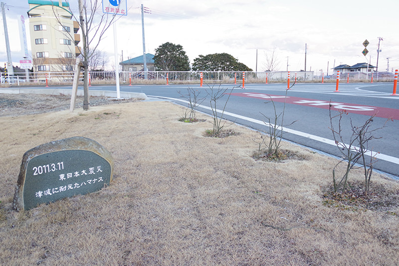 石碑 津波に耐えたハマナス
