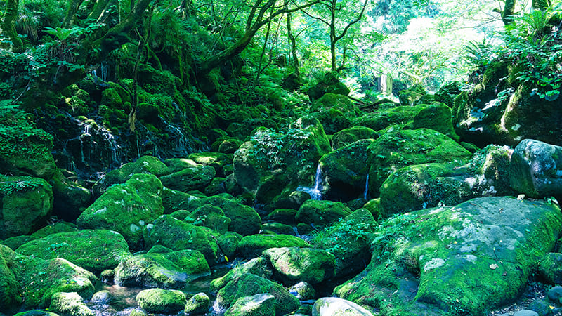 元滝伏流水　苔