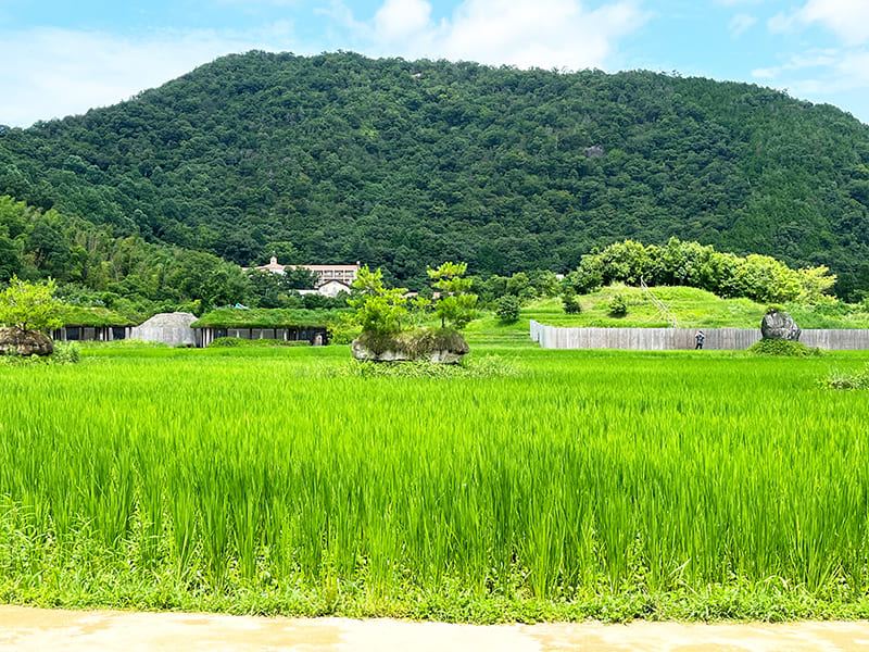 ラ コリーナ近江八幡　田んぼ