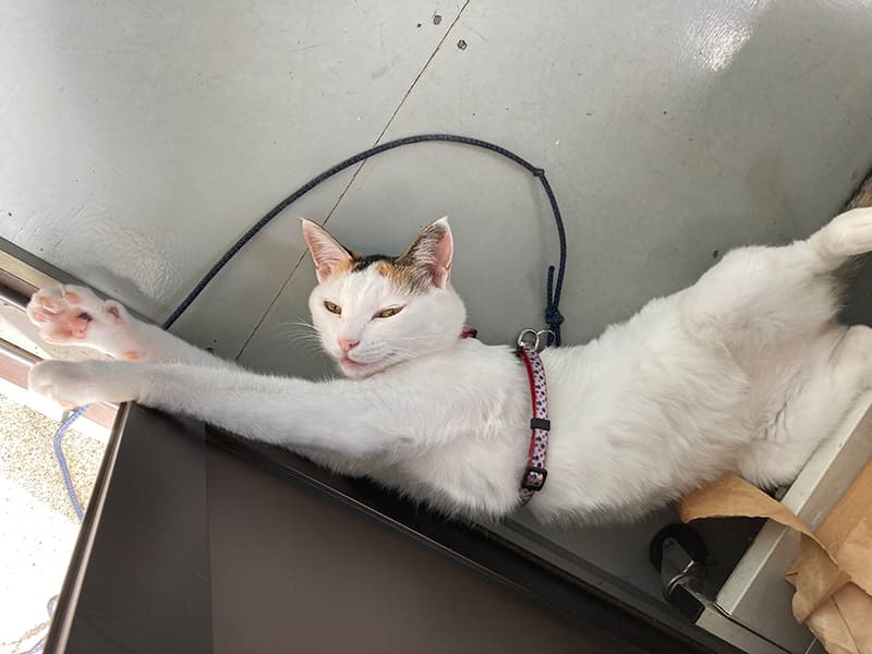 猫