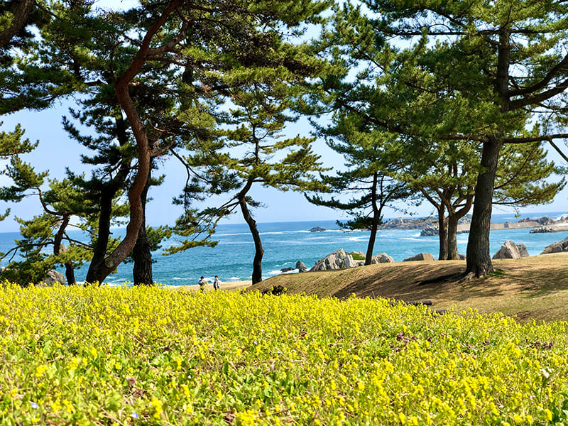 種差海岸