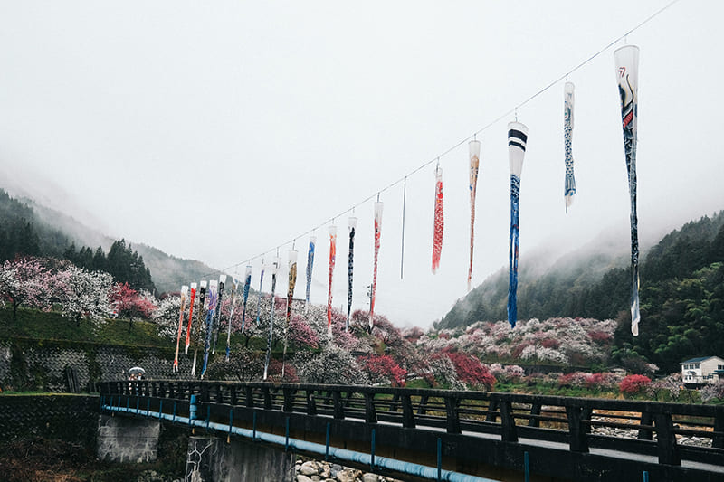 花桃の里　鯉のぼり
