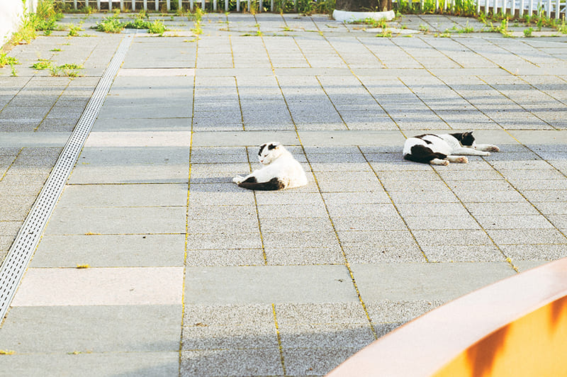 日立駅周辺　猫