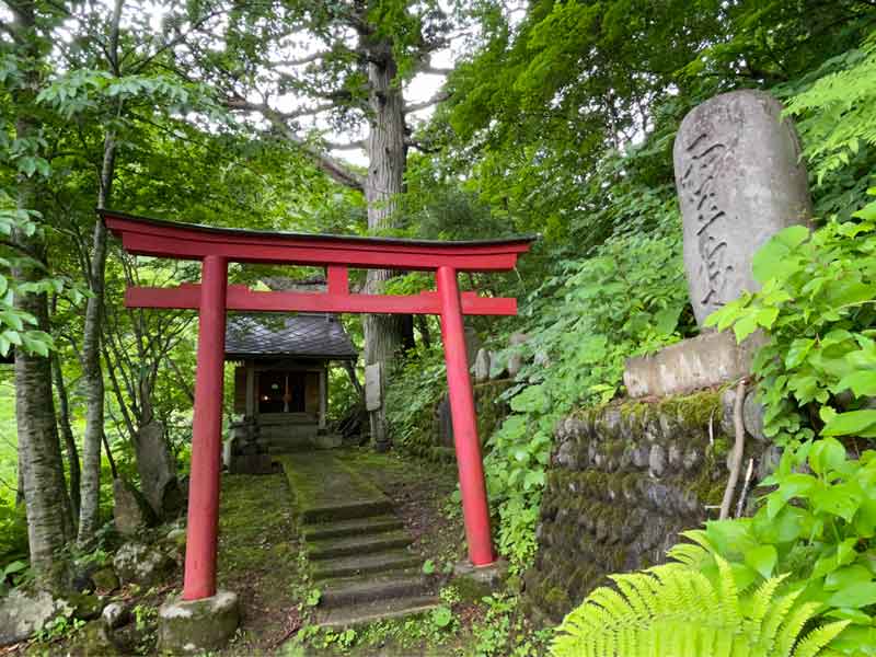 薬師神社　見印の杉