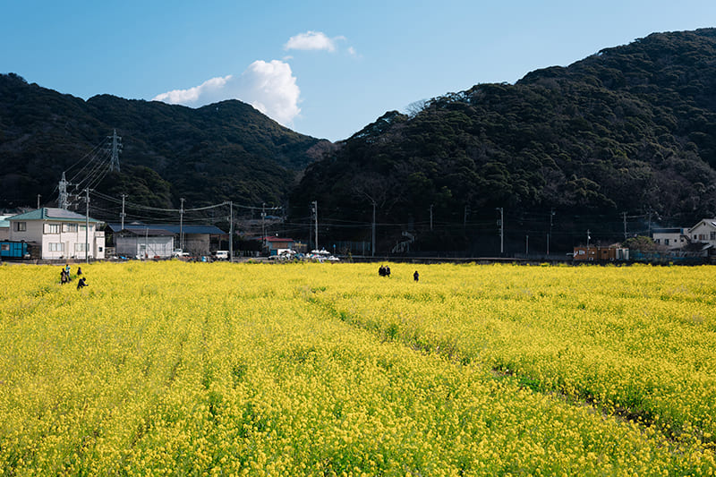 元気な百姓達の菜の花畑