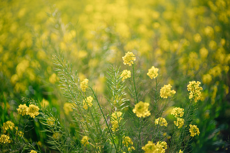 元気な百姓達の菜の花畑