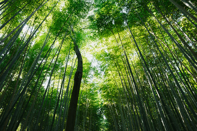 竹林