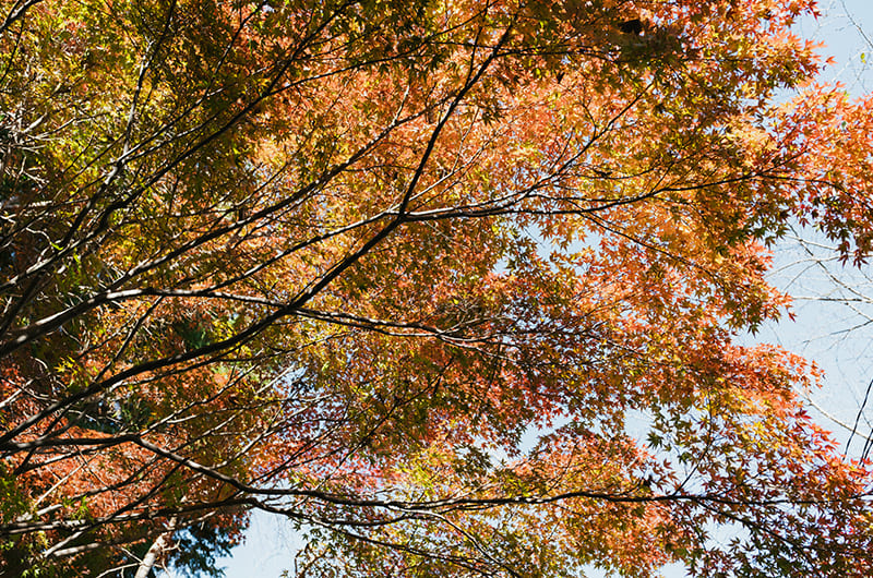 紅葉