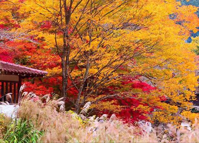 奥多摩の紅葉
