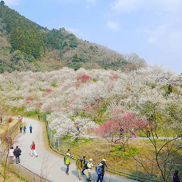 高尾梅郷