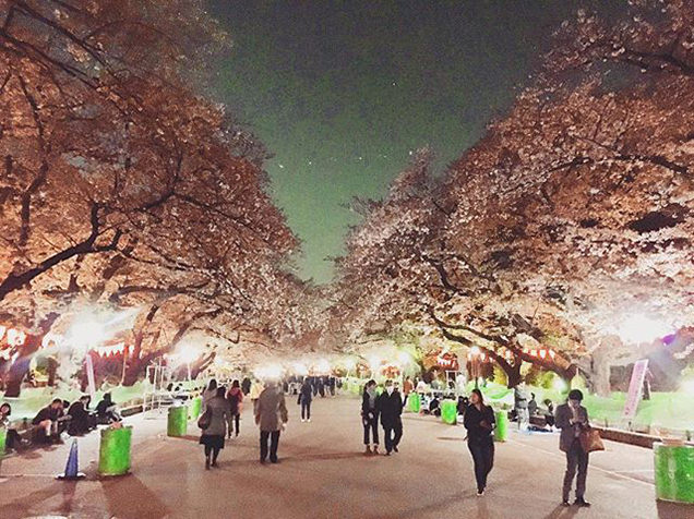 上野恩賜公園　夜桜