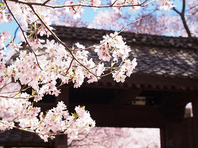 高遠城址公園