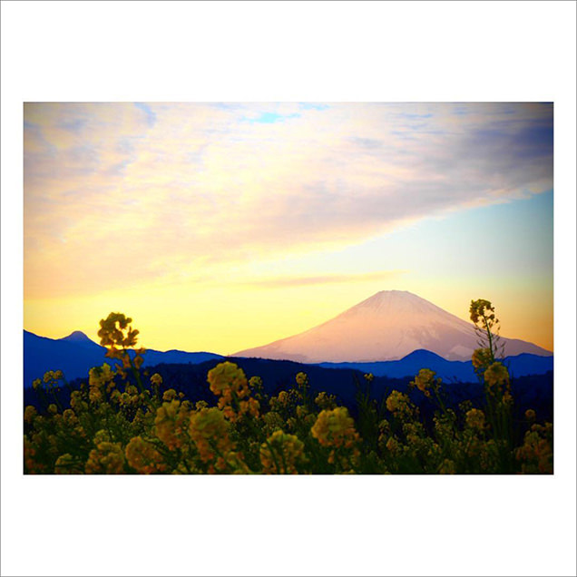 吾妻山公園　菜の花と富士山