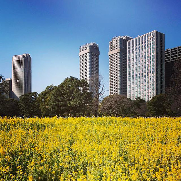浜離宮恩賜庭園　菜の花畑