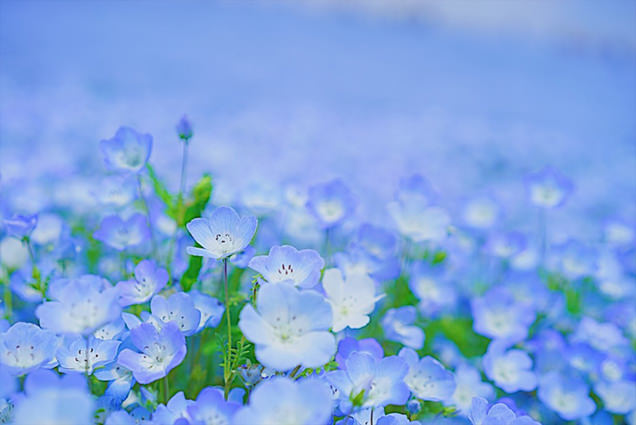 青い花
