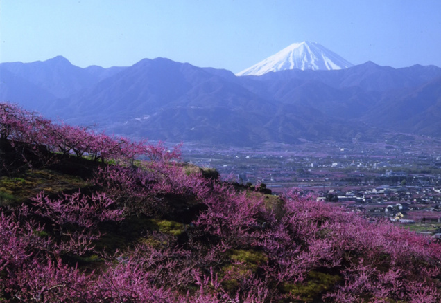 フルーツライン　富士山と桃の花