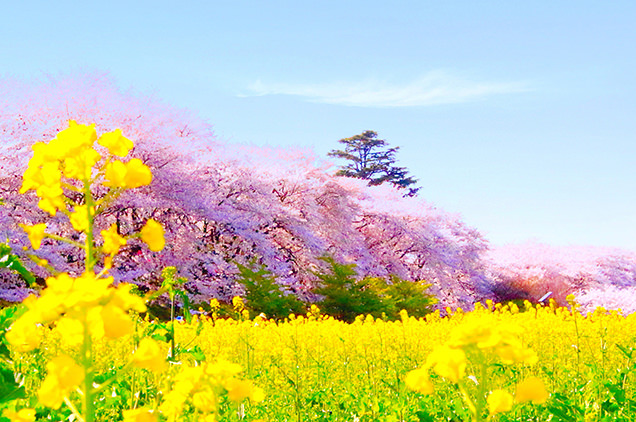 幸手権現堂堤　桜と菜の花と青空