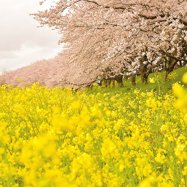 さくら堤公園　桜と菜の花畑