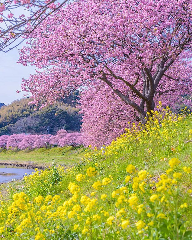 青の川　菜の花と河津桜のコラボ