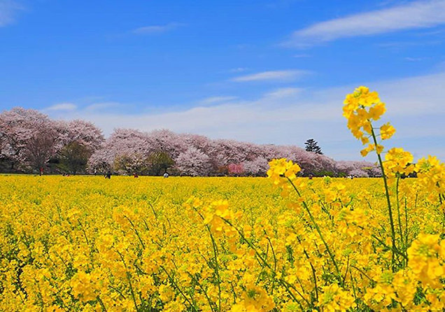 幸手権現堂堤