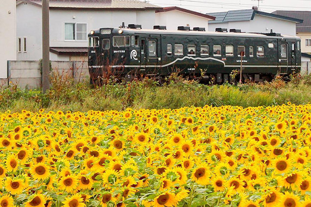 道南いさりび鉄道とひまわり畑