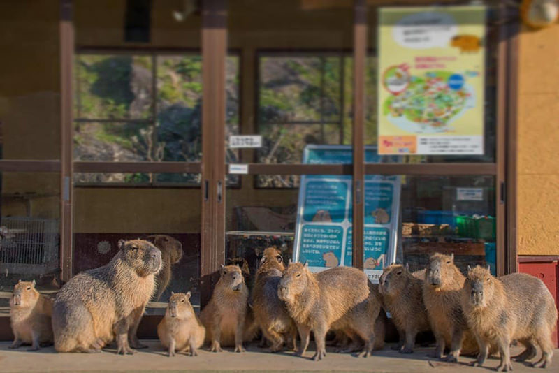 ANIMALTOWN様
