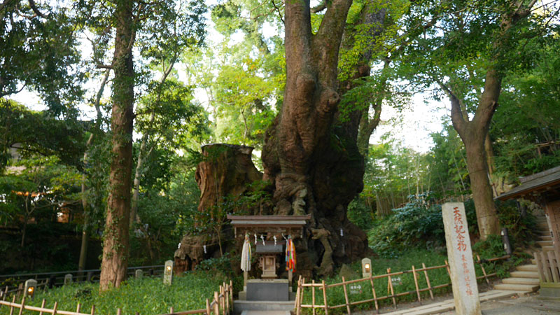 樹齢2000年以上の大楠