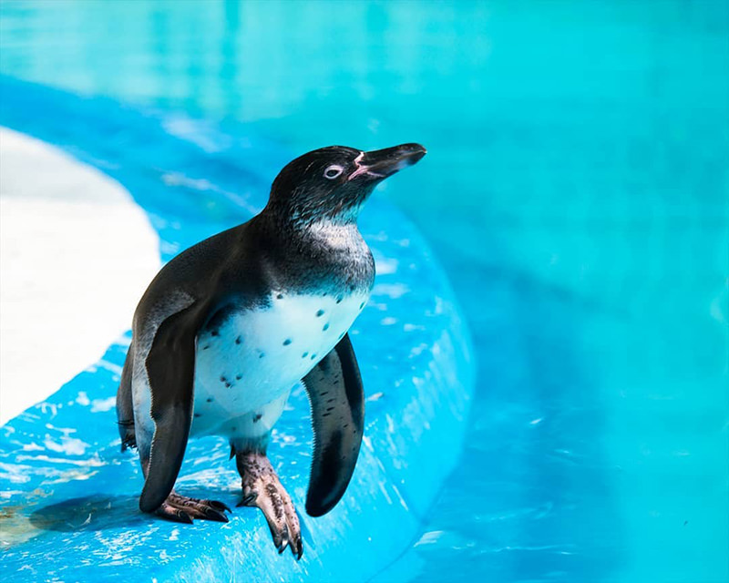 桐生が岡動物園　ペンギン