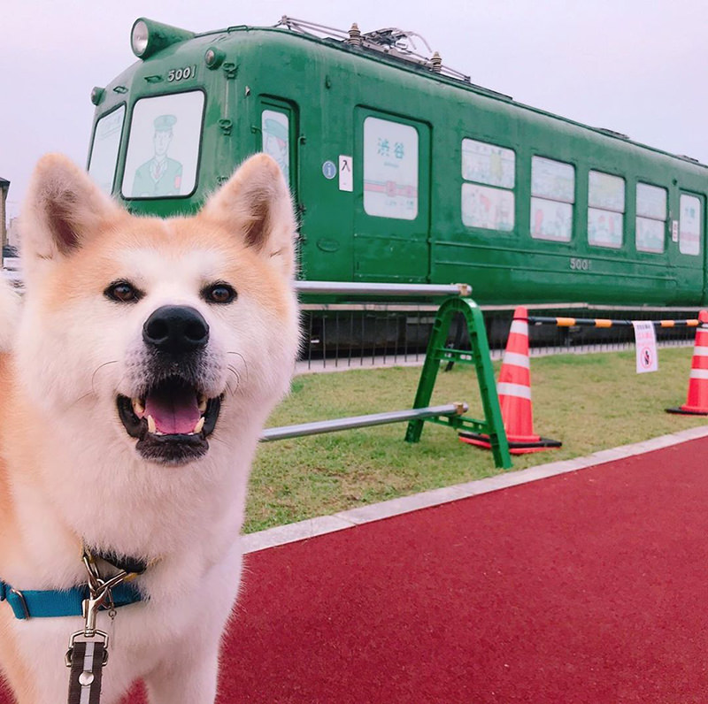 秋田犬の勝大くん