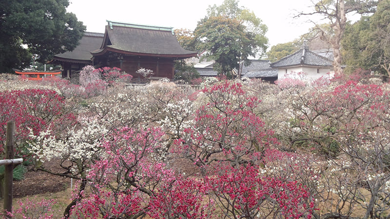 道明寺天満宮の建物