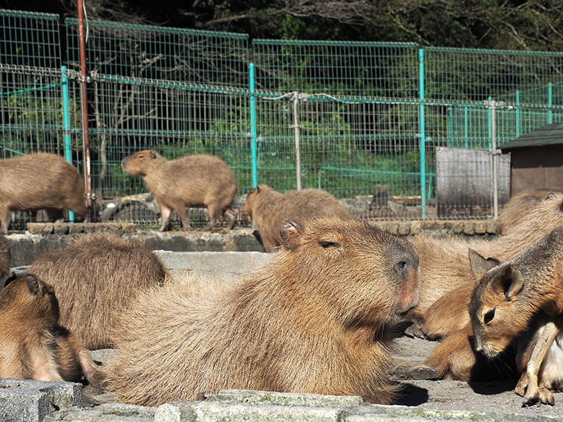 伊豆アニマルキングダム　カピバラ