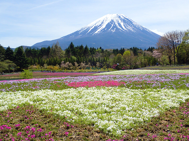 富士芝桜まつり　芝桜の逆さ富士