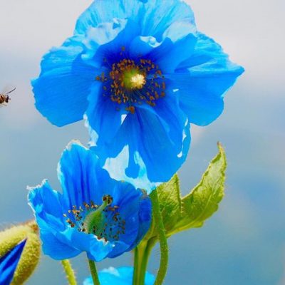 けしの花