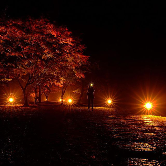 偕楽園公園の雨上がりの紅葉のライトアップ