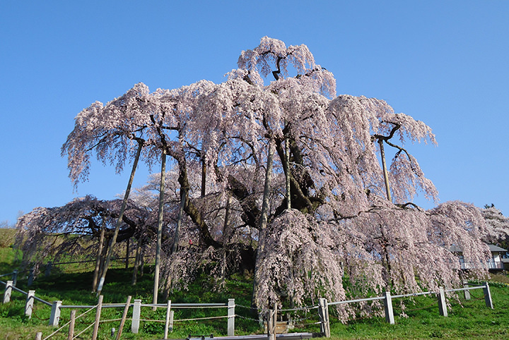 この春訪れたい！お花見スポットまとめ