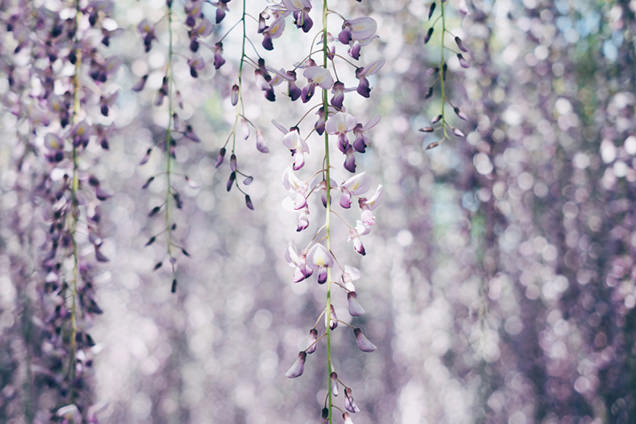 藤の花と玉ボケがとてもきれい