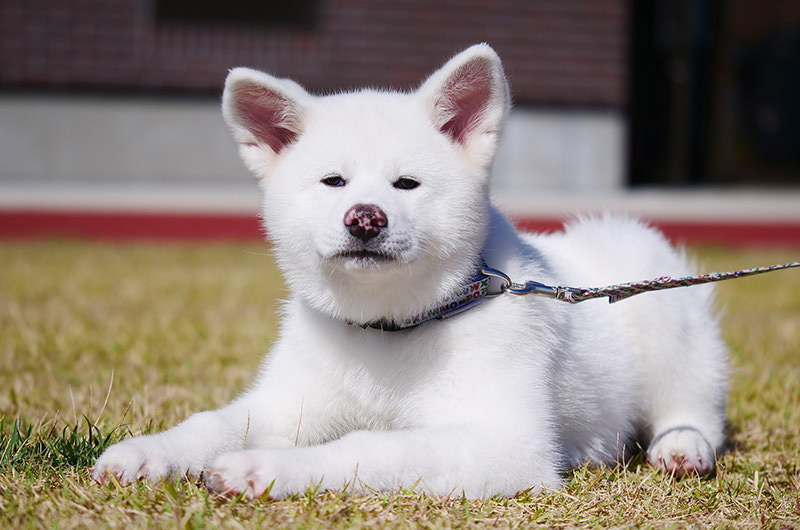 秋田犬とマタギの意外な関係とは⁉　もふもふの宝庫・秋田県へ！