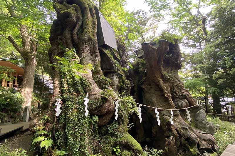 大楠