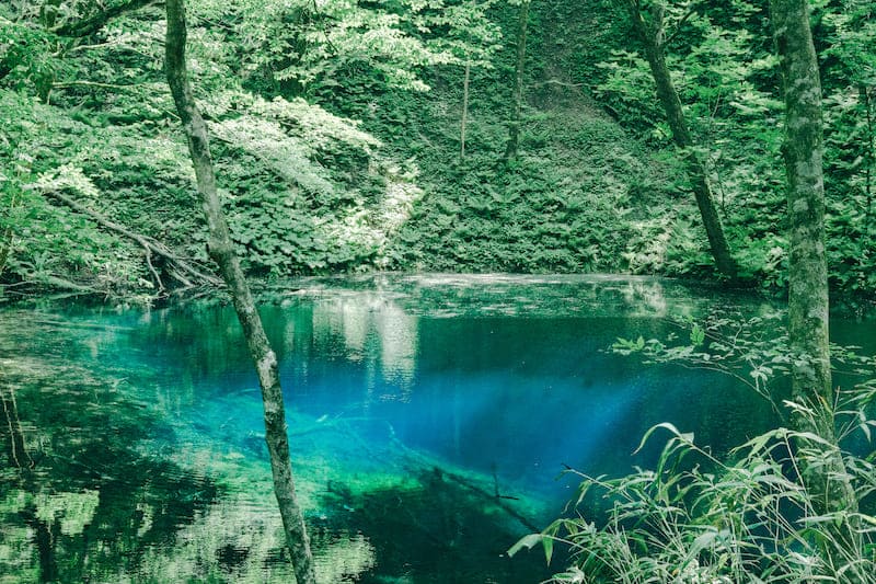 十二湖の森・青池