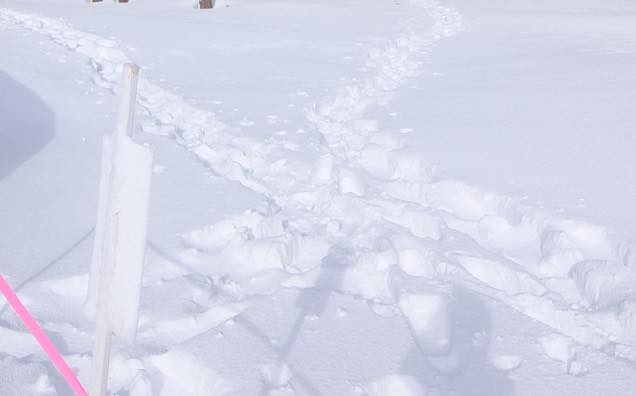 雪の足跡