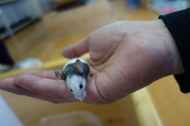 とがりふれあい動物園