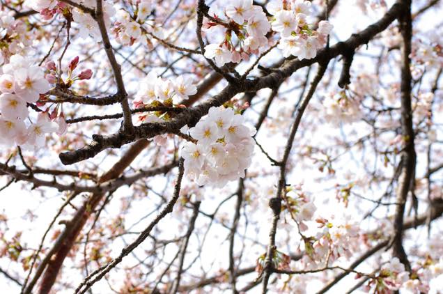 向島の桜
