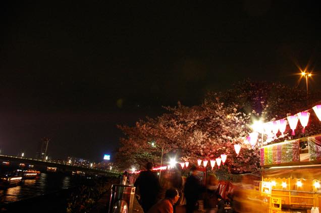 向島の夜桜