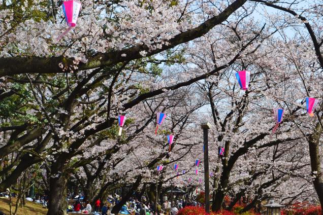 飛鳥山公園2